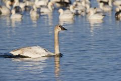 Trumpeter Swan, Cygnus buccinator