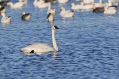 Trumpeter Swan, Cygnus buccinator