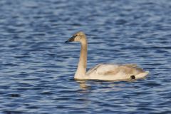 Trumpeter Swan, Cygnus buccinator