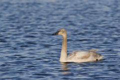 Trumpeter Swan, Cygnus buccinator