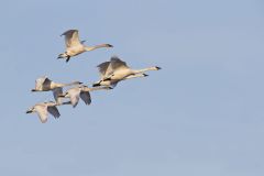 Trumpeter Swan, Cygnus buccinator