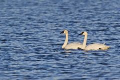 Trumpeter Swan, Cygnus buccinator