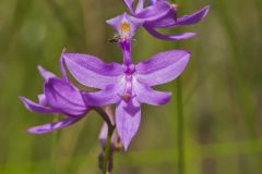 Tuberous Grasspink, Calopogon tuberosus