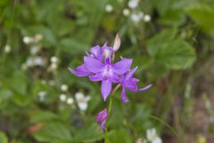 Tuberous Grasspink, Calopogon tuberosus