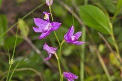 Tuberous Grasspink, Calopogon tuberosus