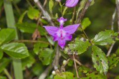 Tuberous Grasspink, Calopogon tuberosus