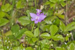 Tuberous Grasspink, Calopogon tuberosus