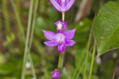 Tuberous Grasspink, Calopogon tuberosus