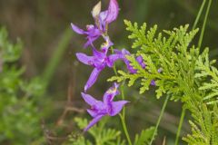 Tuberous Grasspink, Calopogon tuberosus