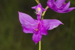 Tuberous Grasspink, Calopogon tuberosus