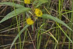 Tufted Loosestrife, Lysimachia thyrsiflora