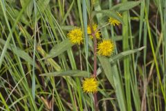 Tufted Loosestrife, Lysimachia thyrsiflora