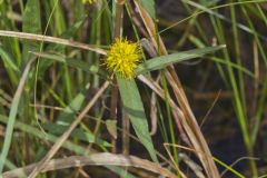 Tufted Loosestrife, Lysimachia thyrsiflora