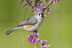 Tufted Titmouse, Baeolophus bicolor