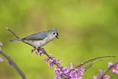 Tufted Titmouse, Baeolophus bicolor