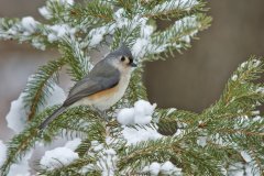 Tufted Titmouse, Baeolophus bicolor