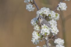 Tufted Titmouse, Baeolophus bicolor