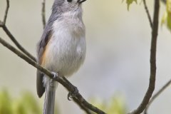 Tufted Titmouse, Baeolophus bicolor