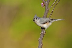 Tufted Titmouse, Baeolophus bicolor