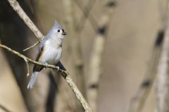 Tufted Titmouse, Baeolophus bicolor