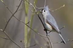 Tufted Titmouse, Baeolophus bicolor