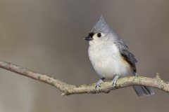 Tufted Titmouse, Baeolophus bicolor