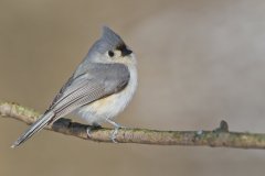 Tufted Titmouse, Baeolophus bicolor