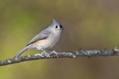 Tufted Titmouse, Baeolophus bicolor