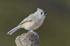 Tufted Titmouse, Baeolophus bicolor