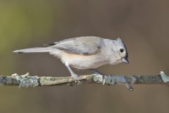 Tufted Titmouse, Baeolophus bicolor