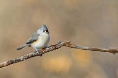 Tufted Titmouse, Baeolophus bicolor