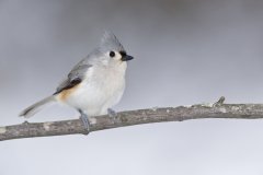 Tufted Titmouse, Baeolophus bicolor