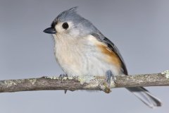 Tufted Titmouse, Baeolophus bicolor