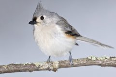 Tufted Titmouse, Baeolophus bicolor