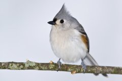 Tufted Titmouse, Baeolophus bicolor