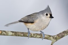 Tufted Titmouse, Baeolophus bicolor