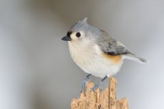 Tufted Titmouse, Baeolophus bicolor