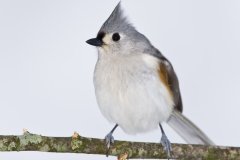 Tufted Titmouse, Baeolophus bicolor