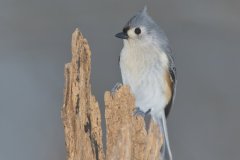 Tufted Titmouse, Baeolophus bicolor