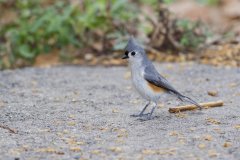 Tufted Titmouse, Baeolophus bicolor