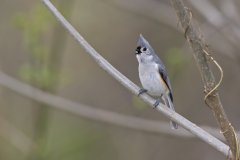 Tufted Titmouse, Baeolophus bicolor