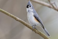 Tufted Titmouse, Baeolophus bicolor