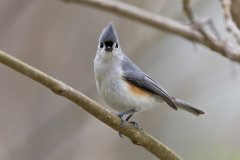 Tufted Titmouse, Baeolophus bicolor