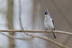 Tufted Titmouse, Baeolophus bicolor