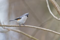 Tufted Titmouse, Baeolophus bicolor