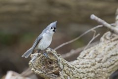 Tufted Titmouse, Baeolophus bicolor