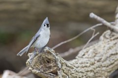 Tufted Titmouse, Baeolophus bicolor