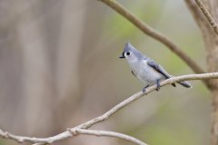 Tufted Titmouse, Baeolophus bicolor