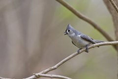 Tufted Titmouse, Baeolophus bicolor