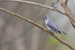 Tufted Titmouse, Baeolophus bicolor